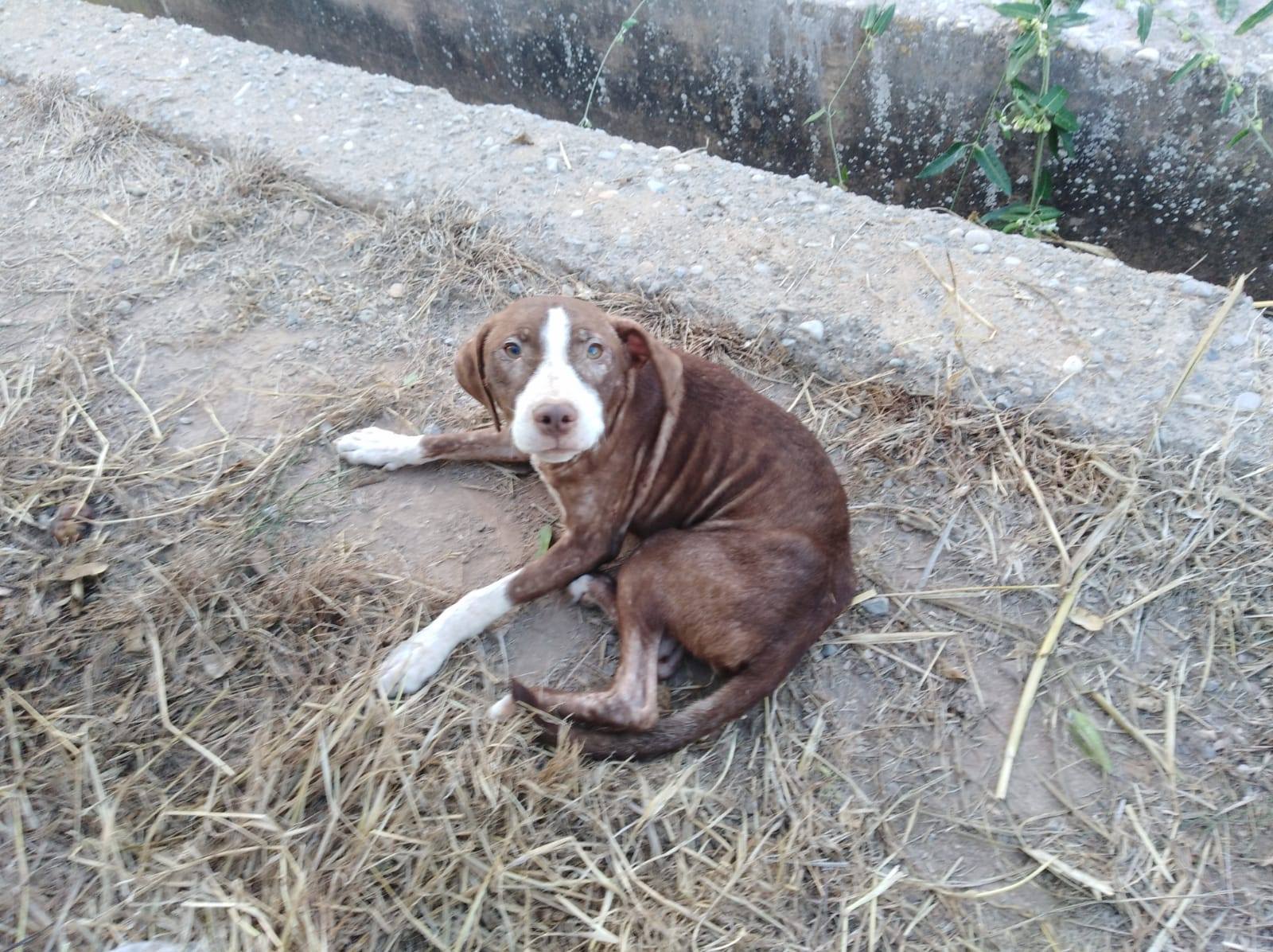 La perrita fue bautizada como 'Estrella' y ahora no se separa de Francisco, a quien cuidó mientras estuvo perdido. (Ayuntamiento de Burriana)