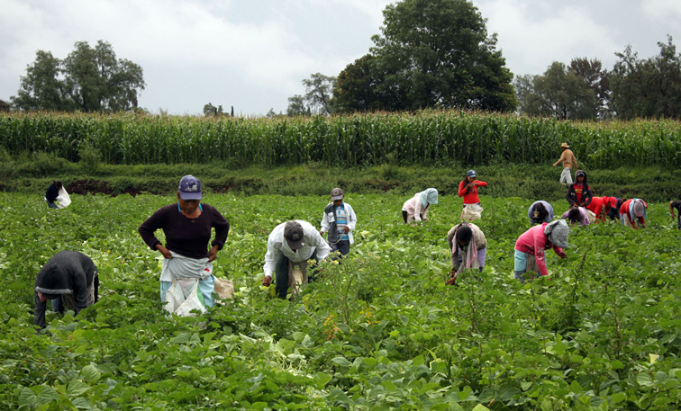 El SNE de Hidalgo ha enviado un total de 410 trabajadores agrícolas al estado de Coahuila. (Archivo)