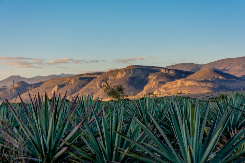 Un campo de magueyes en Oaxaca. (Shutterstock)