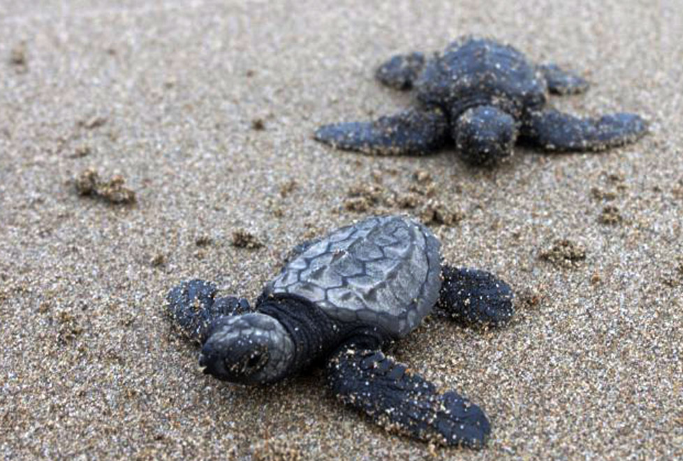 Tortugas Marinas