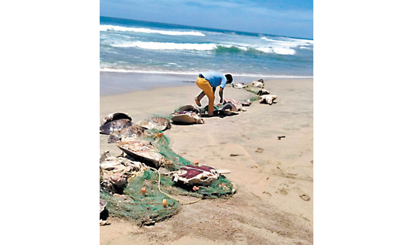Playas de Oaxaca. (Notimex)
