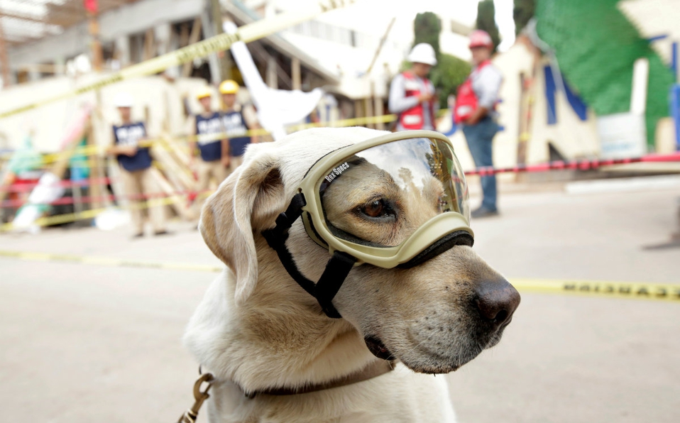 La perrita Frida se convirtió en un símbolo del rescate de personas tras el sismo del 19-S. (Archivo Milenio)