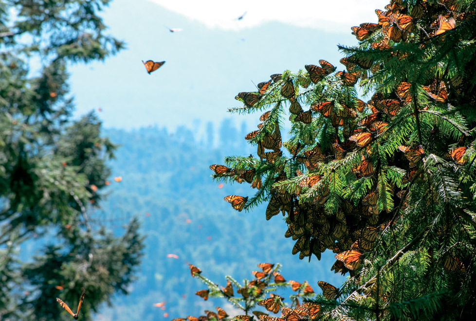 Mariposa Monarca en Michoacan