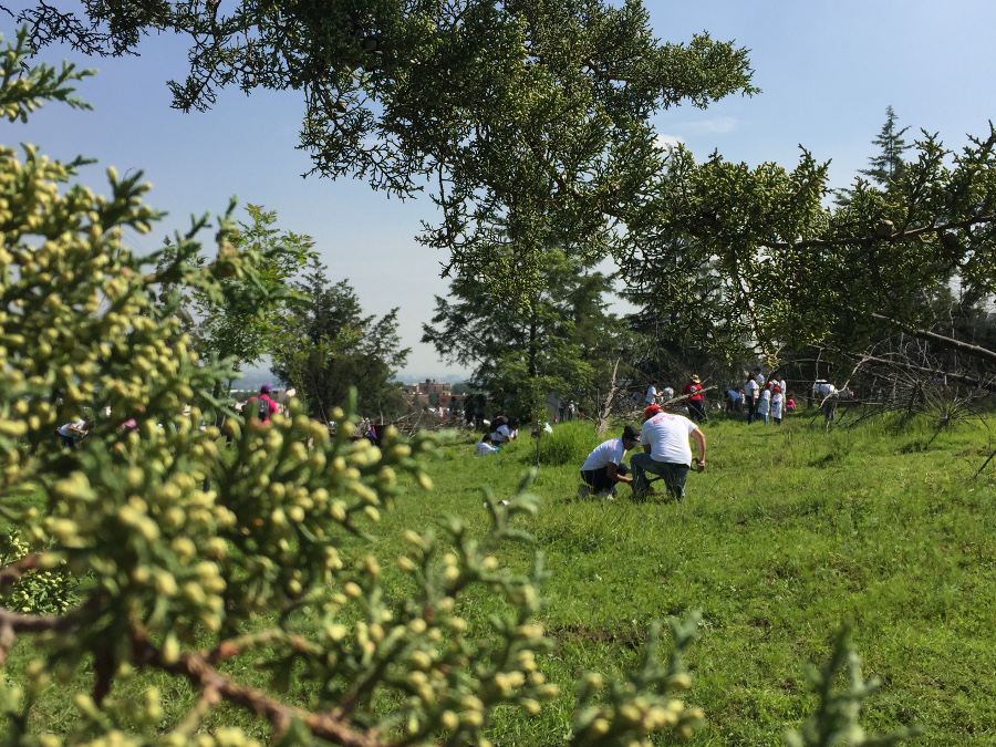 En 10 años ha reforestado más de 63 mil hectáreas (Cortesía)