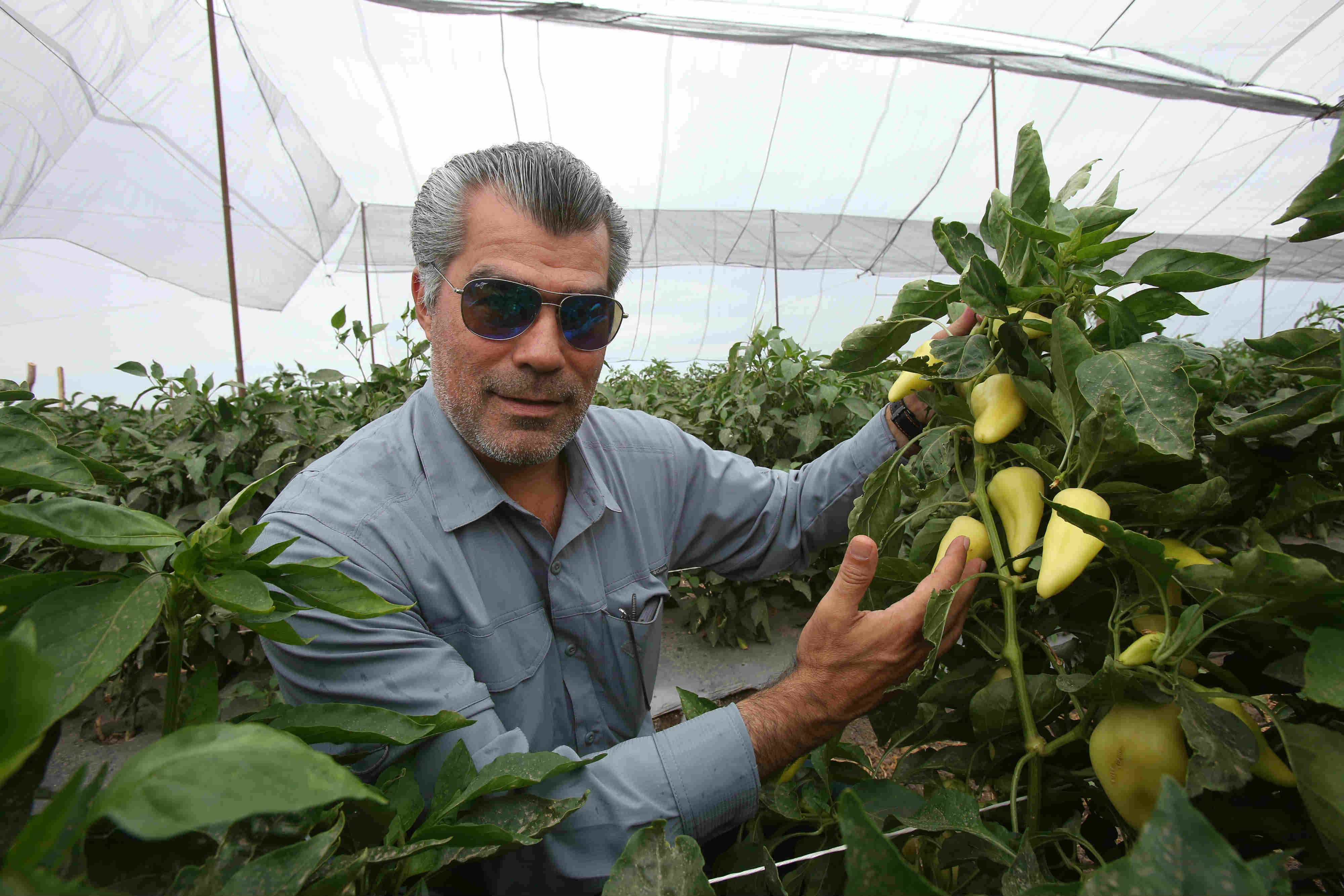 Su firma siembra fundamentalmente chile, tomatillo, melones y zanahorias