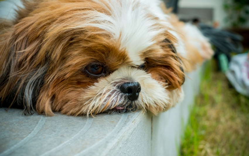 El perrito, de raza Shih Tzu, fue rescatado de una tumba poco profunda. (Shutterstock)