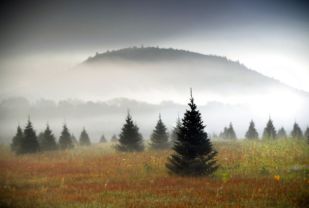 Árboles de Navidad. (Foto: AP)