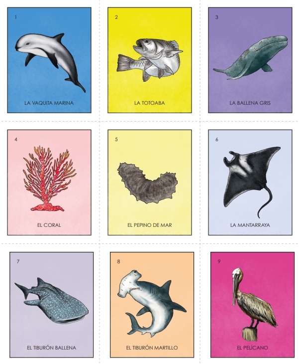 La lotería de la Semarnat incluye 54 cartas con especies como la vaquita marina (Especial).