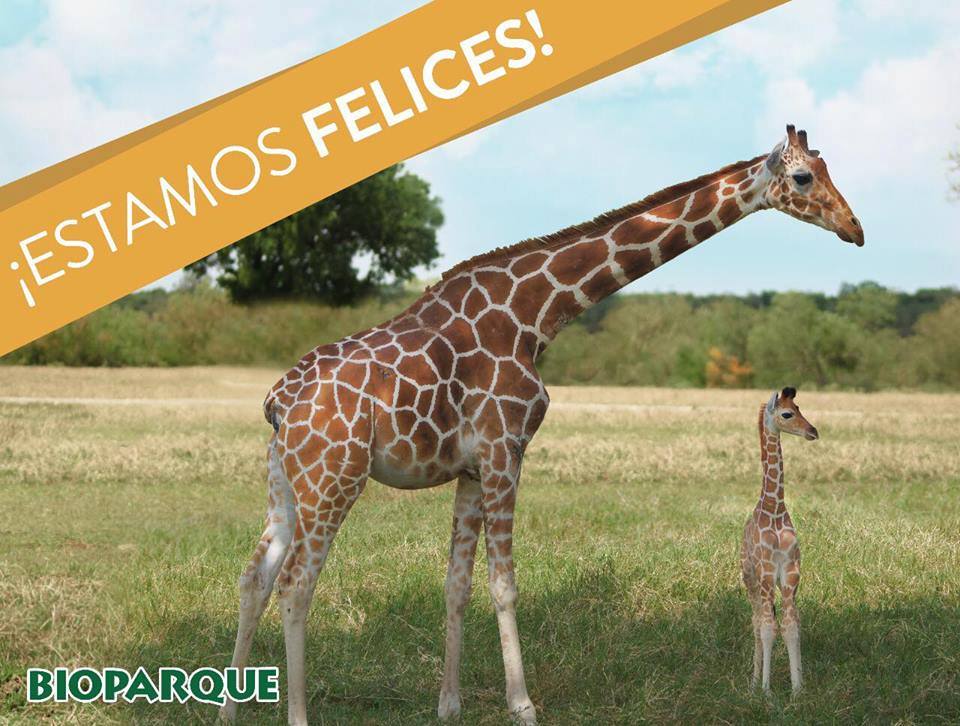 El animal nació hace tres semanas.