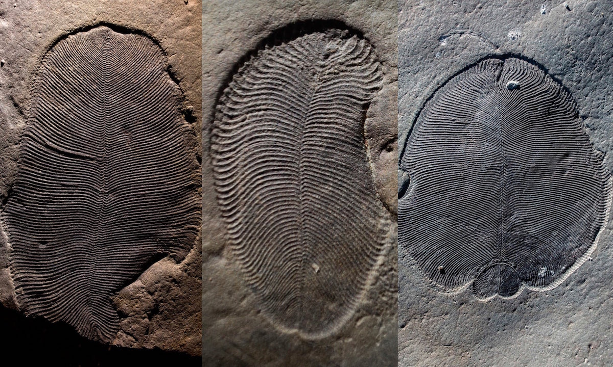 Este es el Dickinsonia, que vivió hace 558 millones de años. (Ilya Bobrovskiy/Ilya Bobrovskiy/ANU)