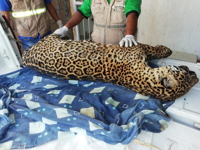 El animal fue encontrado en una casa. (Tomada de @PROFEPA_Mx)
