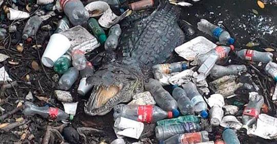 Cocodrilos nadan entre basura en la luguna del Carpintero (Vía Facebook)