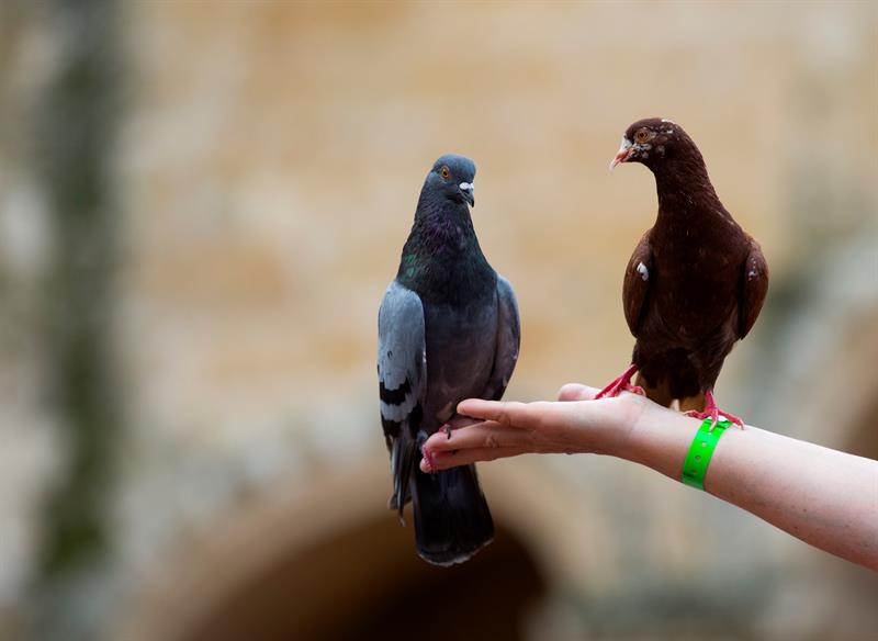 República Dominicana- Una turista sostiene a dos palomas en la Ciudad Colonial. EFE/Orlando Barría