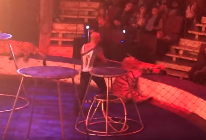 Los dueños del circo argumentaron que el tigre había sufrido un desmayo. (Especial)