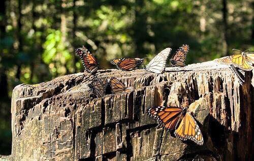 Las mariposas Monarca comienza a llegar a finales de octubre (@RobertoMolinaGa)