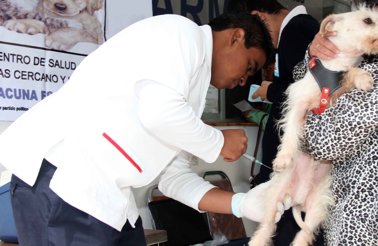 Al mes de agosto, se han vacunado y protegido contra la rabia a 695 mil 427 perros y gatos. (Cortesía)