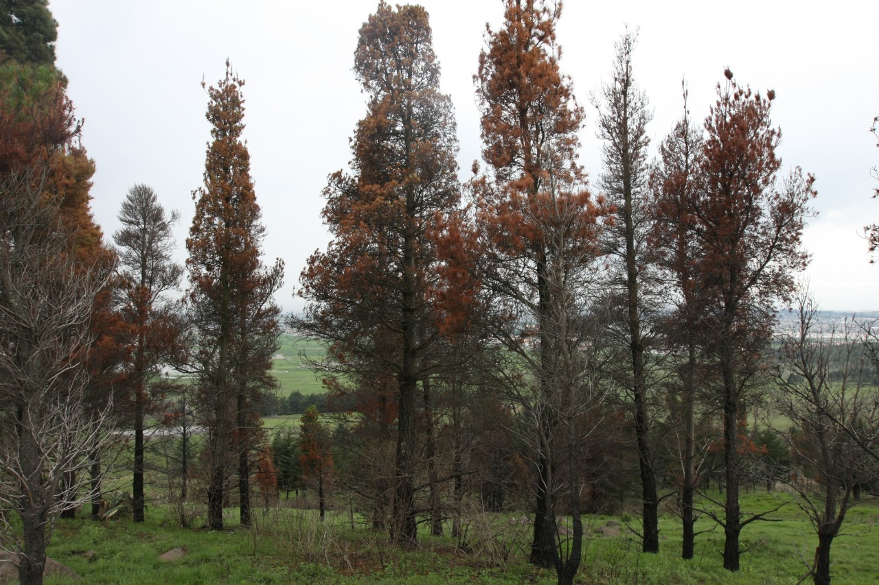 bosques