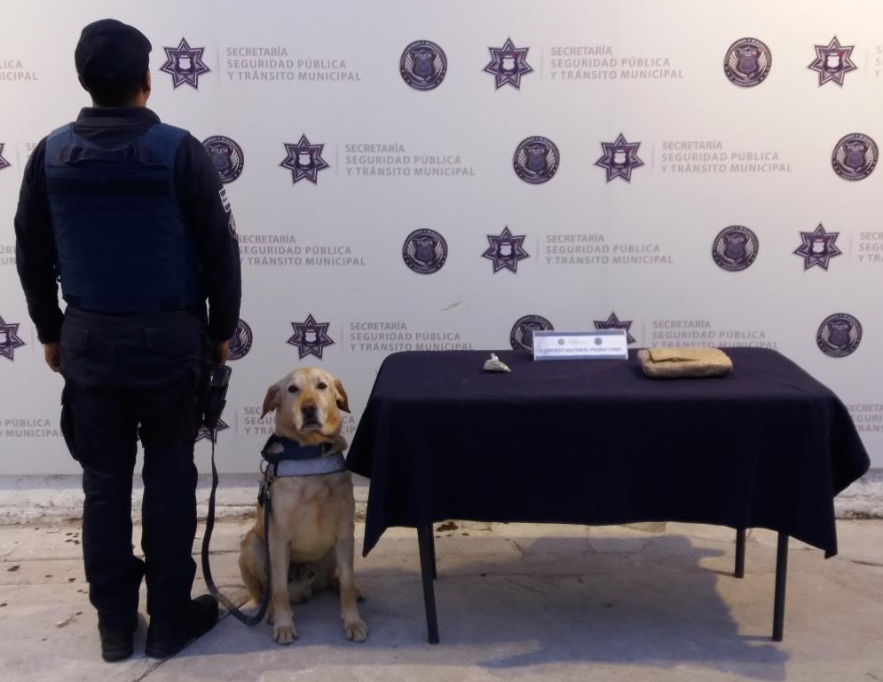Encontraron hierba verde con características a la marihuana con un peso mayor a los 500 gramos. (Especial)