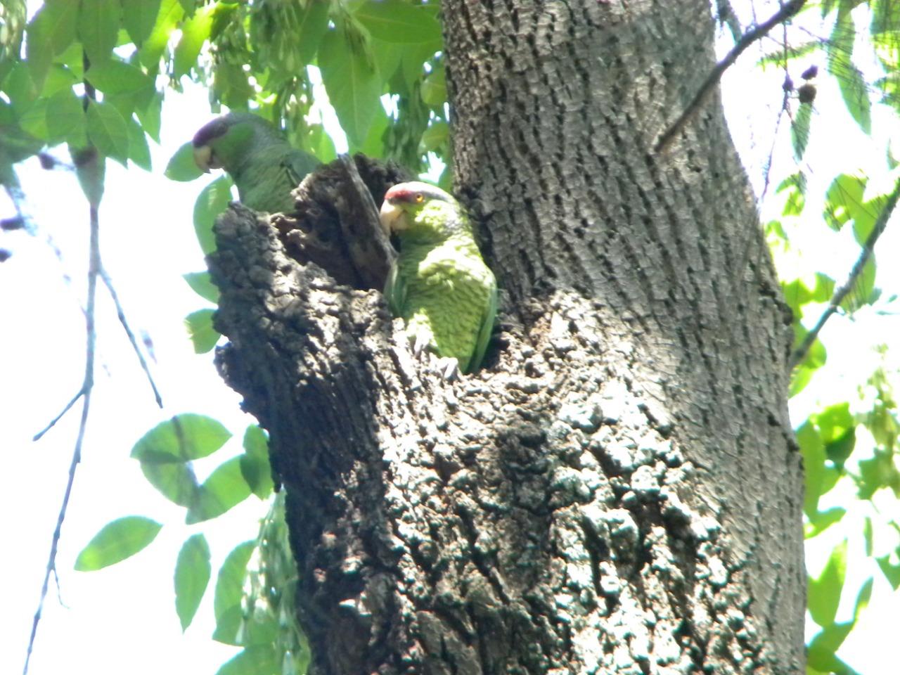 Loros en peligro de extiención habitan en el parque San Rafael (Cortesía)