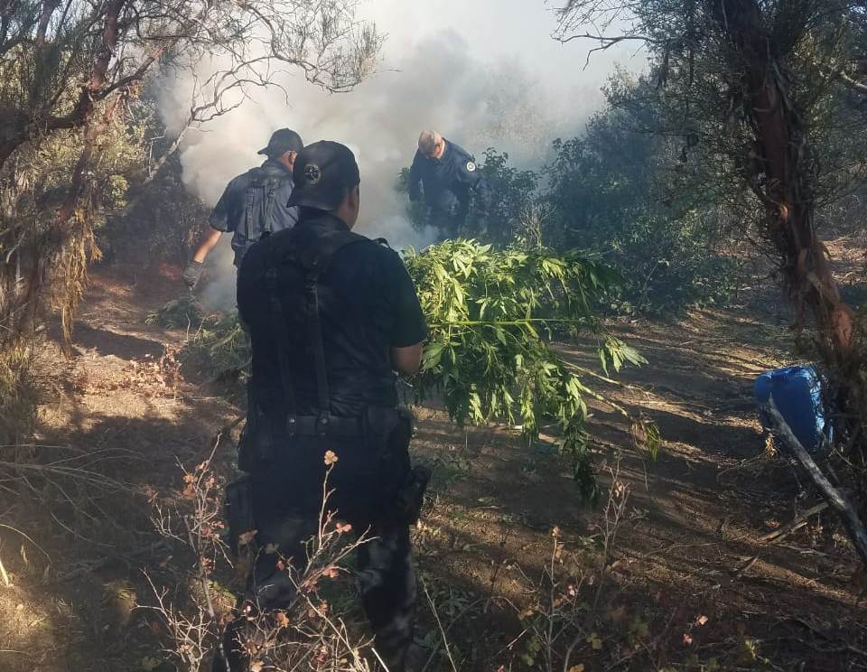 La policía destruyó 50 mil plantas de mariguana. (Especial)