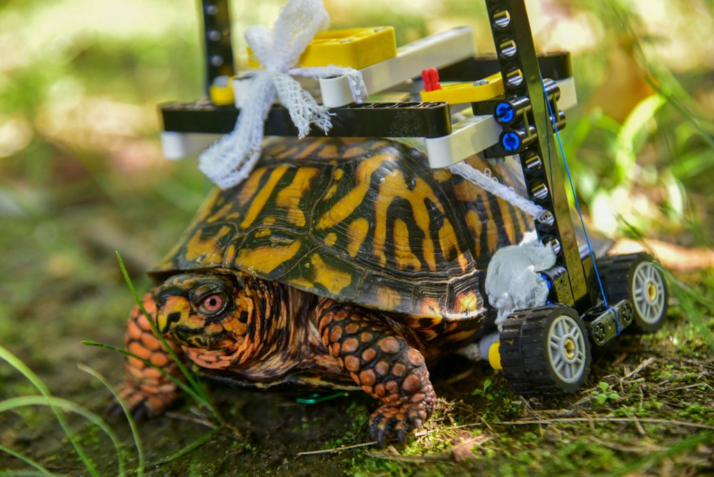 La tortuga rompió su caparazón en un accidente. (Maryland Zoo)