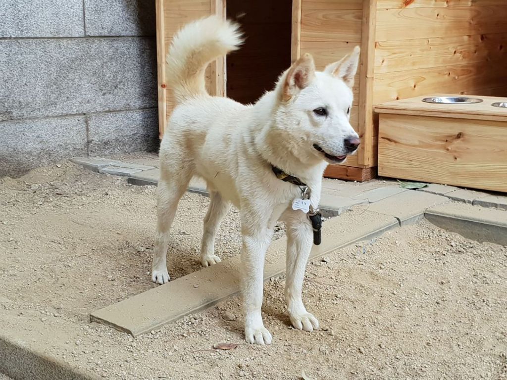Los perros Pungsan, animales de caza de pelaje blanco espeso, tienen cualidades de inteligencia y lealtad. AFP