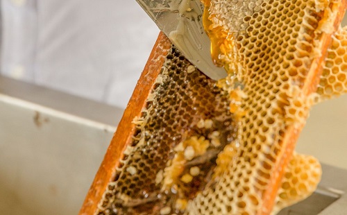 Al parecer los insectos provenían de un apiario de la zona. (Archivo)