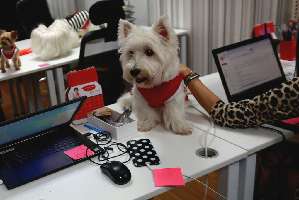Los perros caminan sobre los escritorios mientras el personal trabaja en la oficina de una agencia de publicidad digital en Bangkok (Reuters).