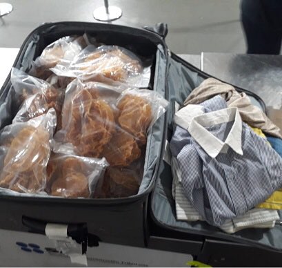 Las vejigas disecadas de totoaba estaban envueltas en plástico y puestas entre ropa de una maleta. (@PROFEPA_Mx)