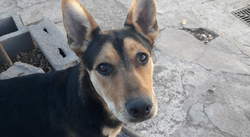 La perrita fue asesinada frente a su dueño, un niño de 10 años (Especial).
