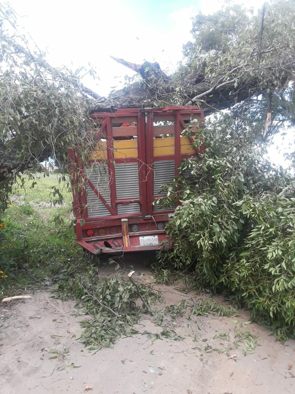 Un árbol cayó sobre una camioneta tras los fuertes vientos que se dieron en Texmelucan. (Especial)