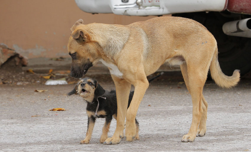 En Ramos Arizpe hay aproximadamente 80 mil perros callejeros. (Milenio Digital)