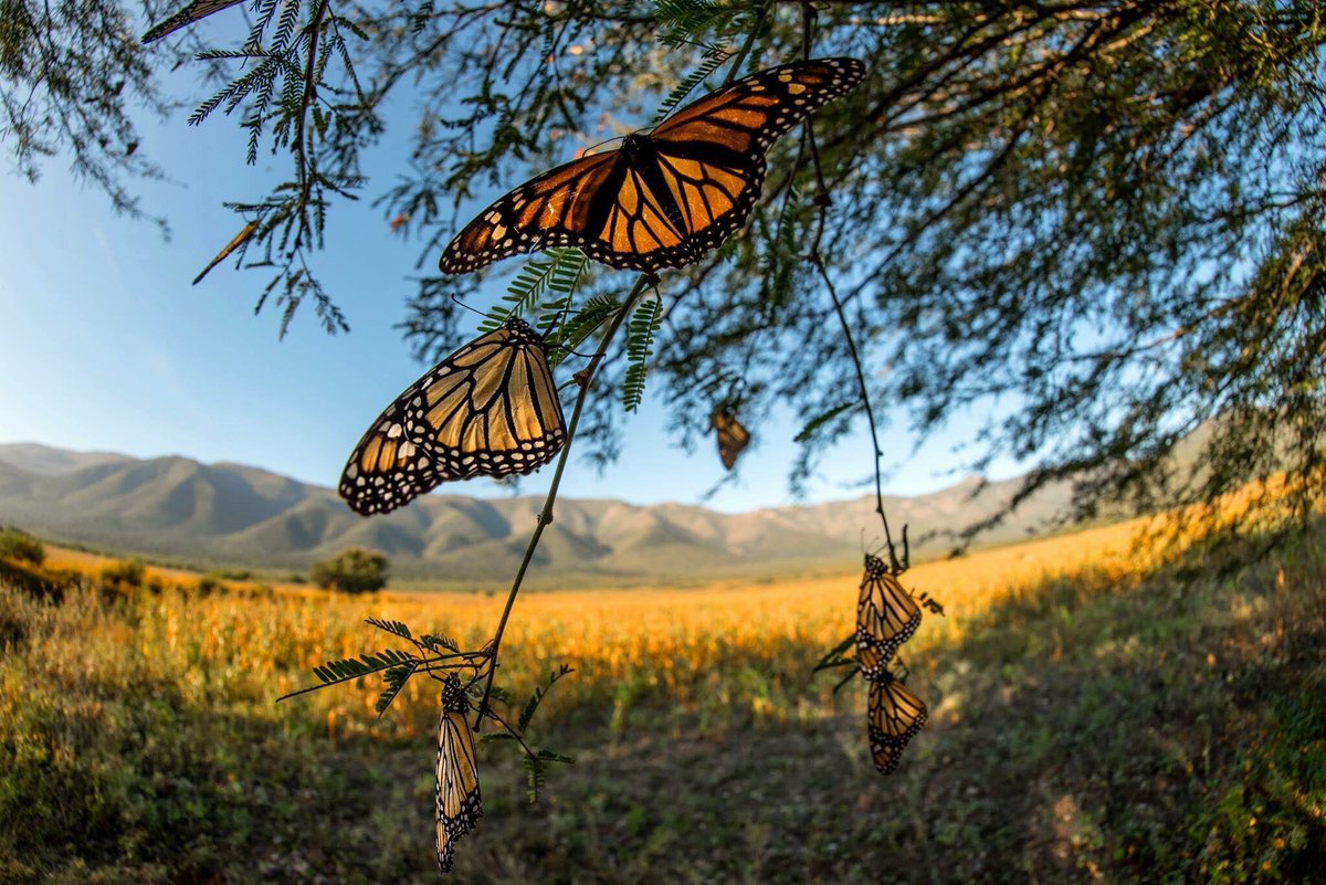 En las Monarca existe una generación longeva de aproximadamente ocho meses, conocida como “Matusalén" (Foto @RobertoMolinaGa)