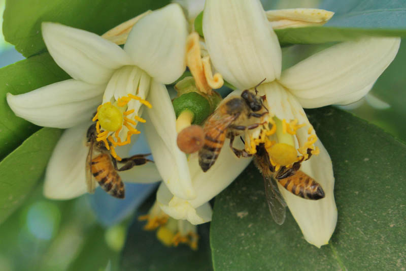 Las picaduras de las abejas les provocaron un shock anafiláctico secundario a las mujeres. (MIlenio Digital)