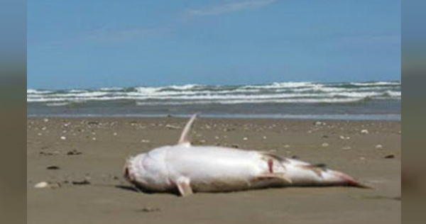 Denuncian mortandad de especies en playas de Tamaulipas (Especial)