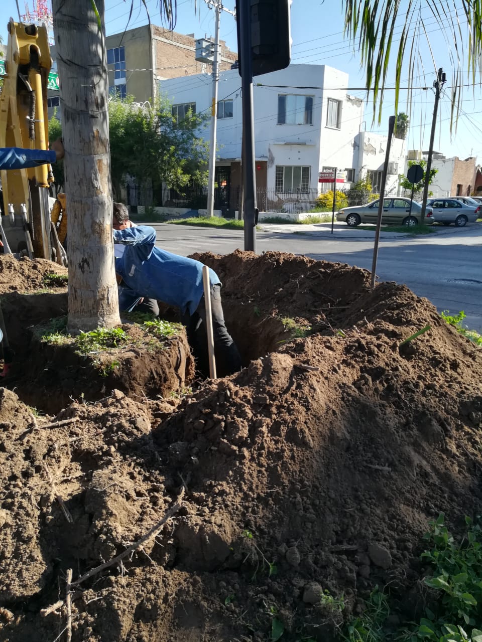 La palma está en avenida Corregidora. (Especial)