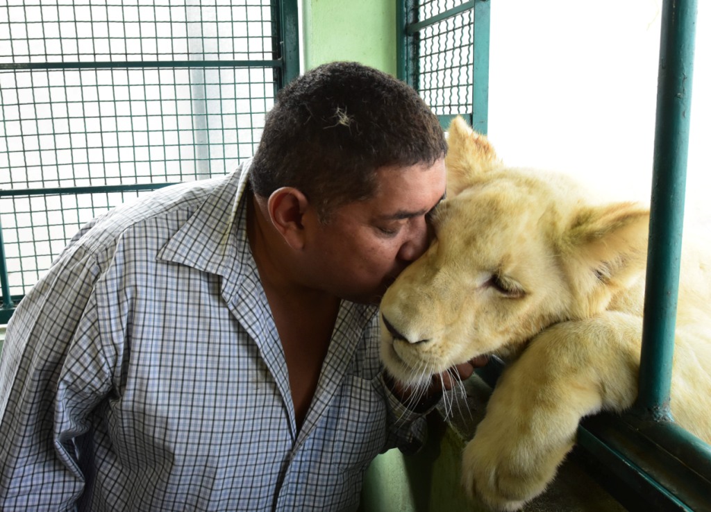 El propietario de los tres leones se ha negado a entregarlos a la Profepa. (Cuartoscuro)