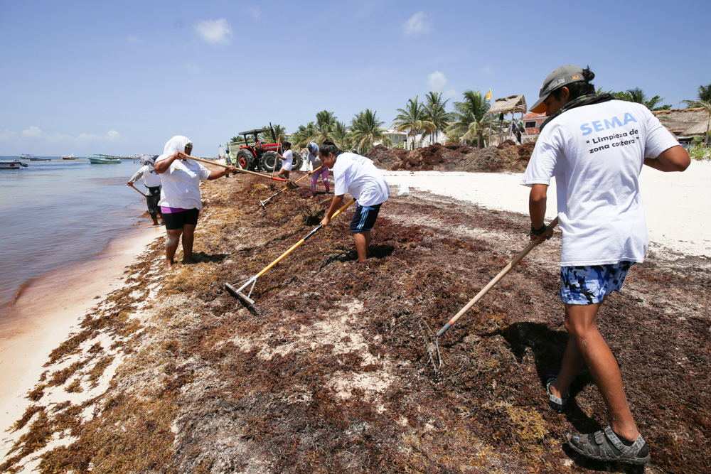 Autoridades destacaron la participación de gobierno y sociedad civil para retirar el sargazo de las playas. (Cuartoscuro)