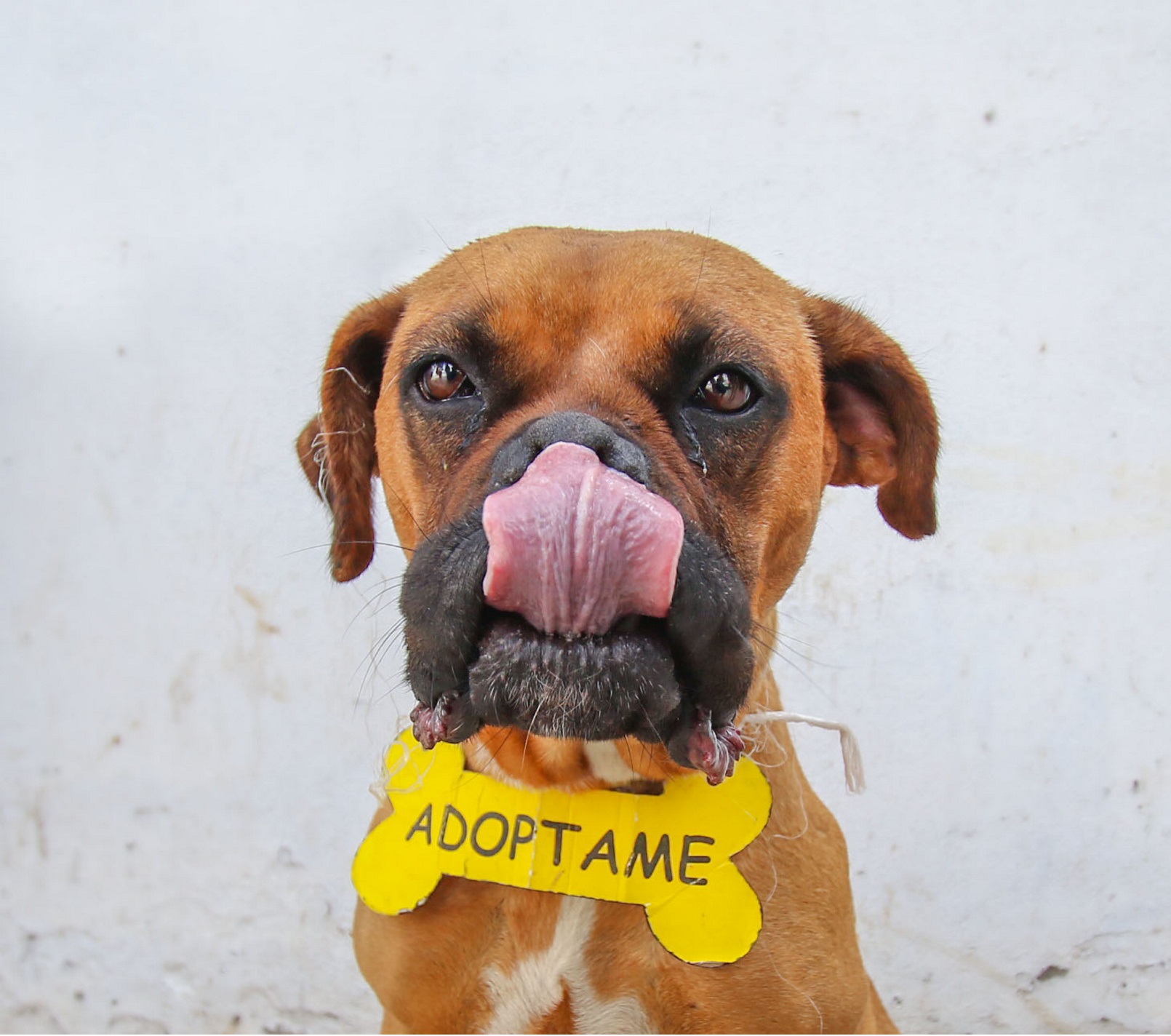 Los albergues deben de dar seguimiento en el proceso de adopción. (Notimex)