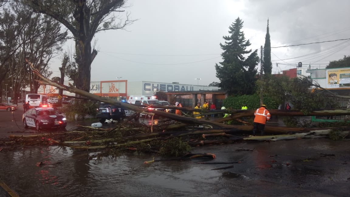 Árboles cayeron en la capital poblana por la intensa lluvia registrada (Especial)