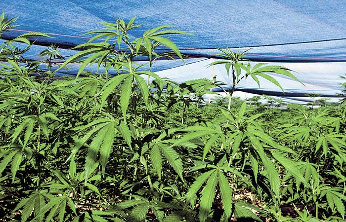 Van por productores legales de la planta.