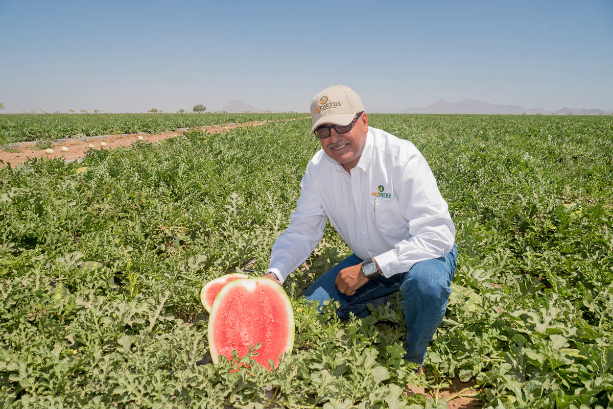 Ingeniero Rubén Romo Trujillo en el campo de sandías sin semilla, calidad de exportación. ( Foto: José Elías).