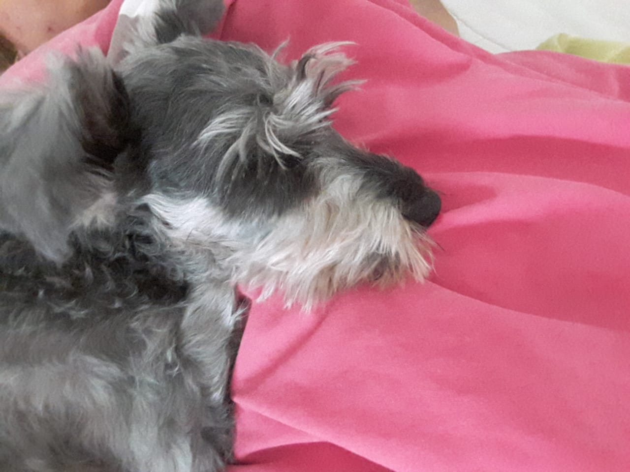 Se busca hacer un homenaje a los animalitos que quedaron en el olvido. (Perla Gómez)
