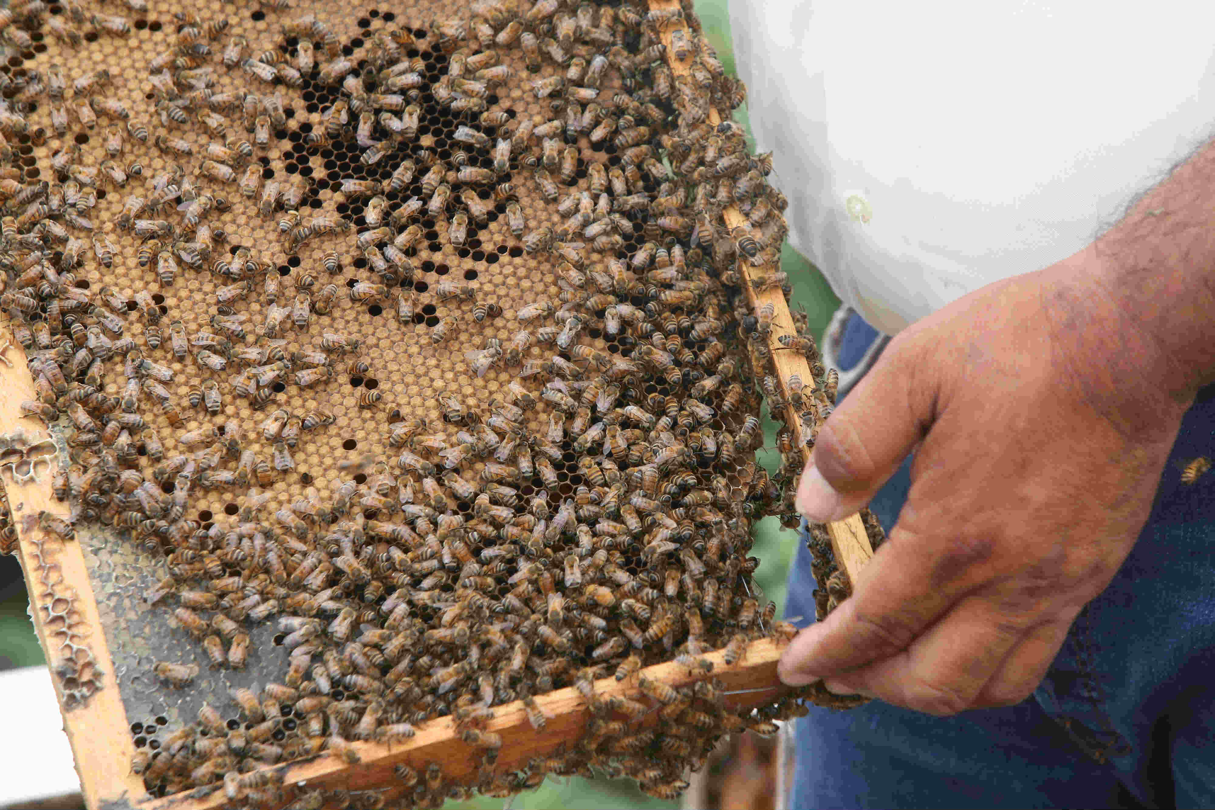 “Para cuidar a las abejas, hay que cuidar también el agua”.