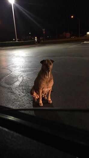La dueña explicó que su perrita se escapa todas las noches para ir por comida. (Facebook: Betsy Reyes)