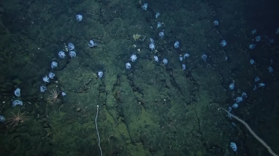 Es la primera vez que científicos observan a un grupo de pulpos Muusoctopus robustus en la costa de California.