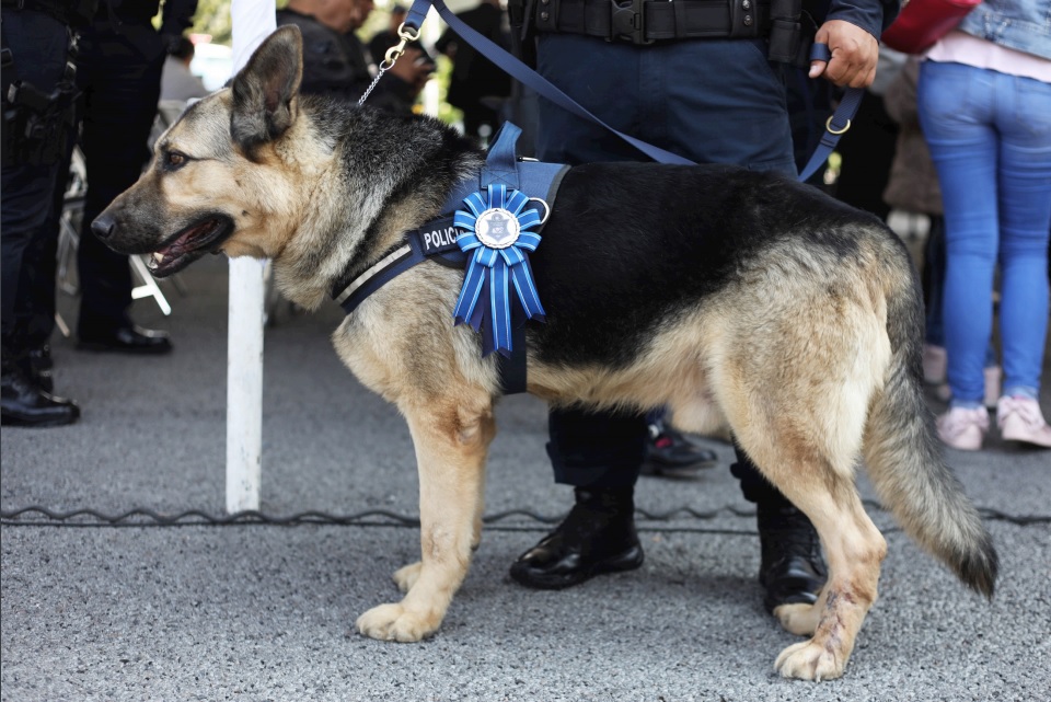 Elementos caninos de la Policía Federal se jubilaron después de nueve años. (Especial)