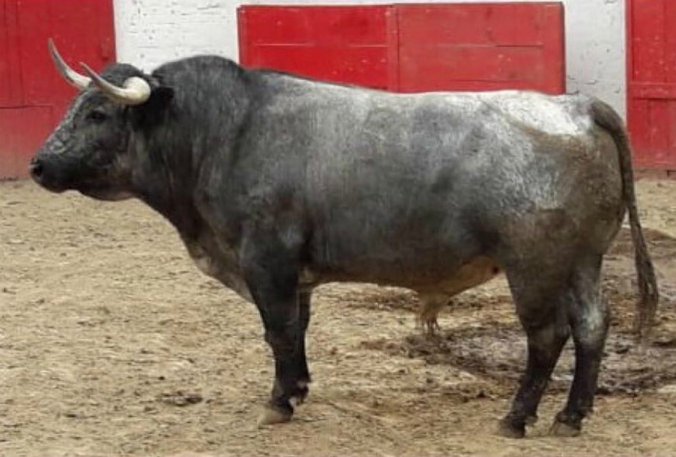 Los toros de la ganadería Bernardo Quirós será los que se lidiarán este domingo. (Cortesía)