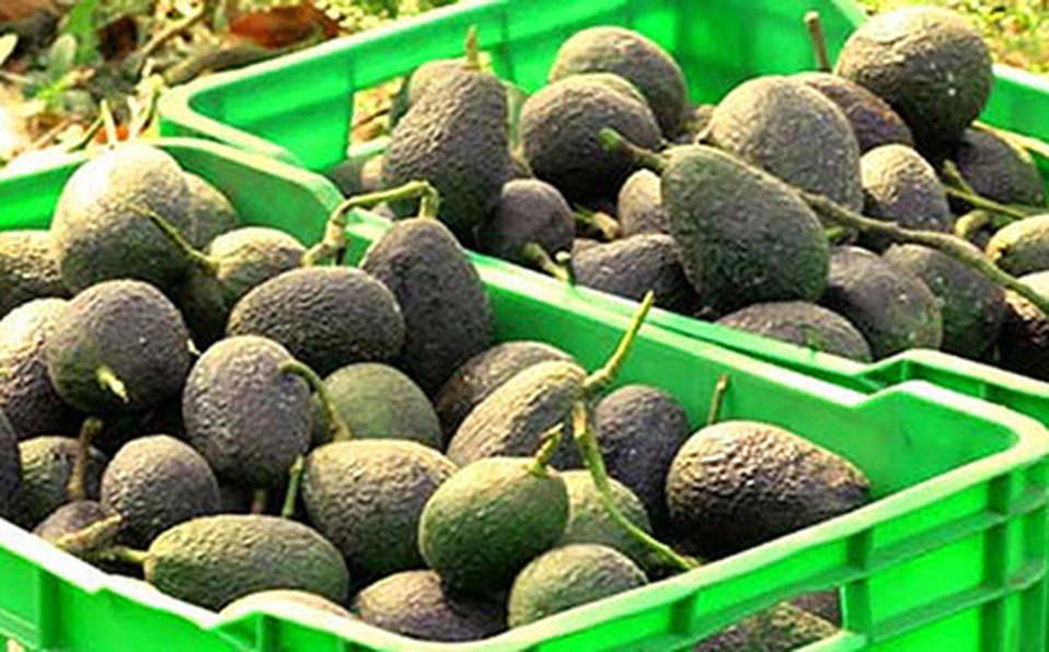 La APEAM agrupa 25 mil productores y 53 empacadoras, que representan más de 300 mil familias.