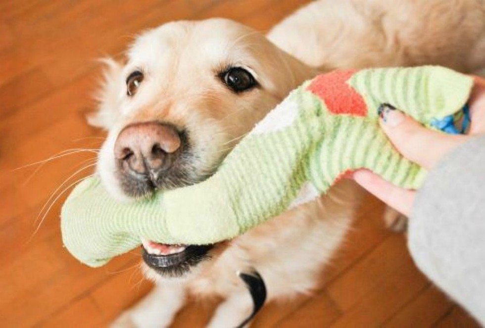 Un labrador detectó el calcetín del menor infectado. (Especial)